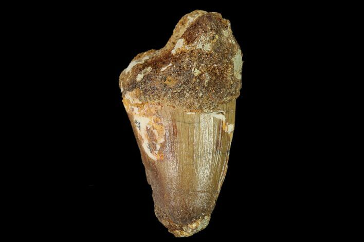 Cretaceous Fossil Crocodile Tooth - Morocco #140595